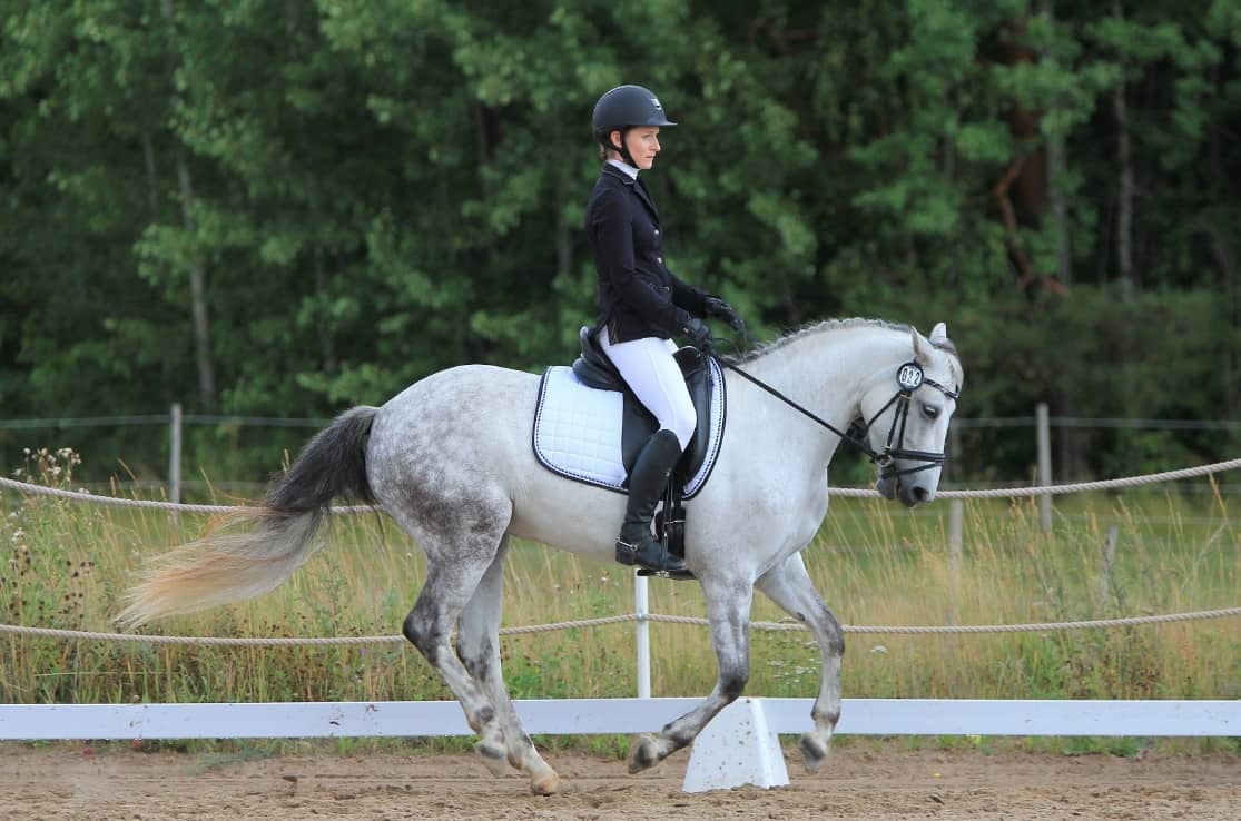 Dressage rider working a dapple grey along the treeline